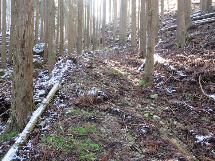 篠山市辻/北中山（シドロ大丸）を散策