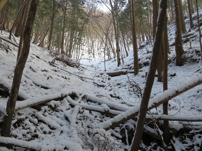 篠山市辻/北中山（シドロ大丸）を散策