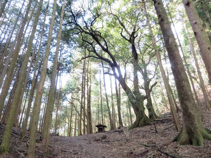 篠山市曽地奥/曽地奥林道～後川新田/大峠・原峠～福住/天王峠を散策