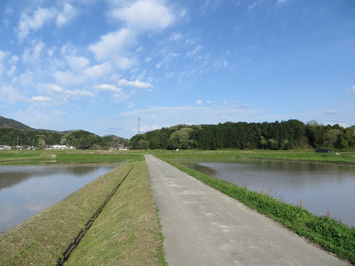 篠山市火打岩/おのぶの滝～篠山市本郷/シャクナゲスポットを散策