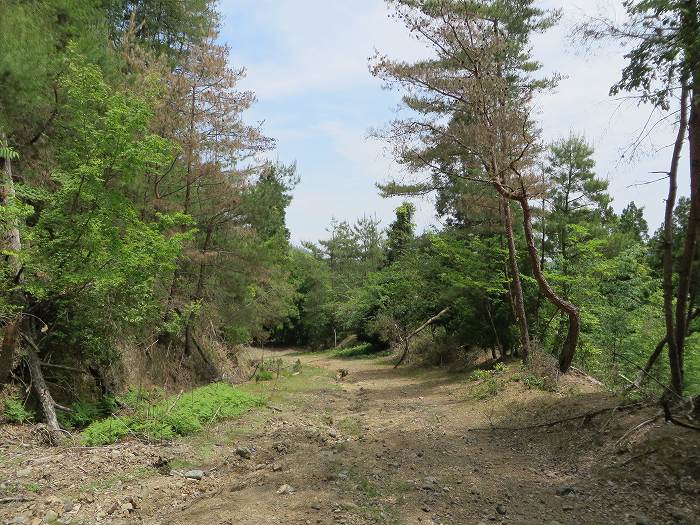 篠山市曽地口/ナンジャモンジャの木～奥原山/原山峠を散策