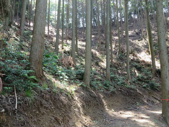 篠山市北野/波賀尾岳を散策