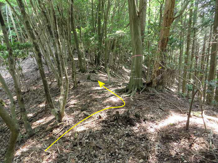 篠山市北野/波賀尾岳を散策