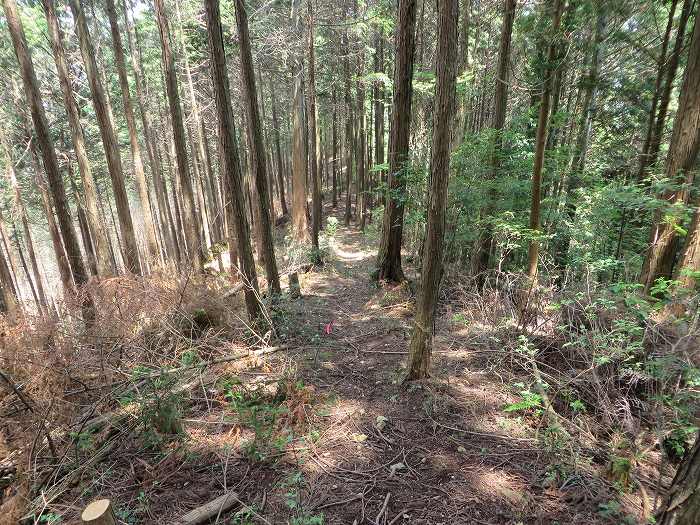 篠山市北野/波賀尾岳を散策