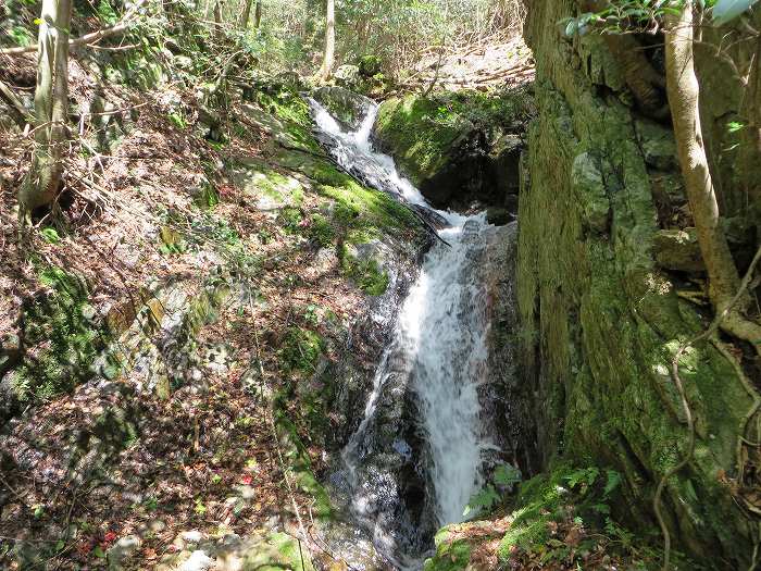 篠山市火打岩/おのぶの滝～篠山市本郷/シャクナゲスポットを散策