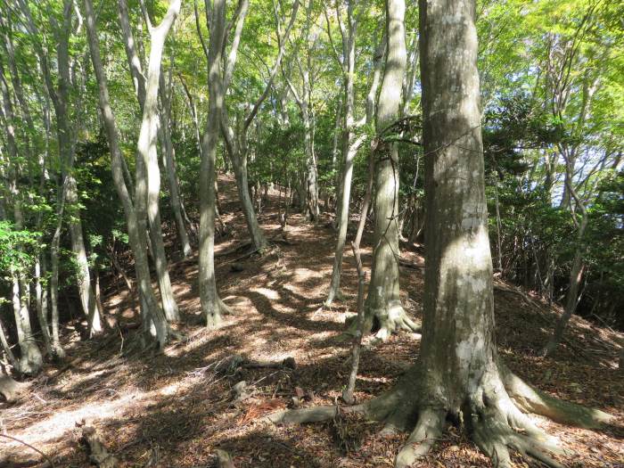 篠山市下板井/切幡寺大師堂～打坂/法連坊山を散策