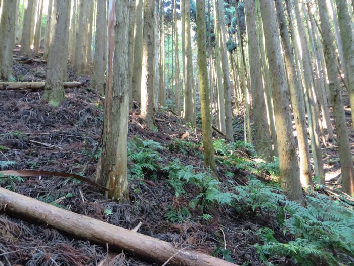 篠山市下板井/切幡寺大師堂～打坂/法連坊山を散策