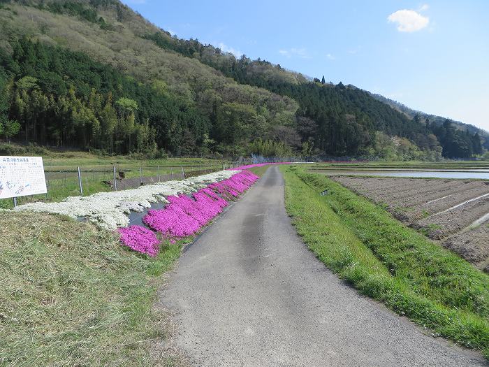 篠山市火打岩/おのぶの滝～篠山市本郷/シャクナゲスポットを散策