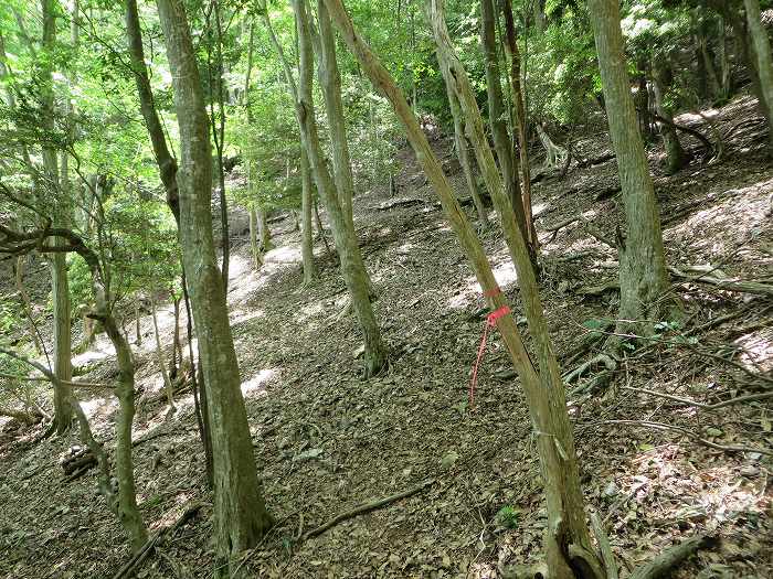 篠山市高坂/東鏡峠（高坂越）～倉本/堂の峰～坂本/御在所山を散策