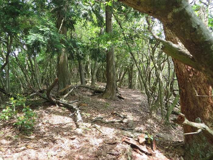 篠山市高坂/東鏡峠（高坂越）～倉本/堂の峰～坂本/御在所山を散策