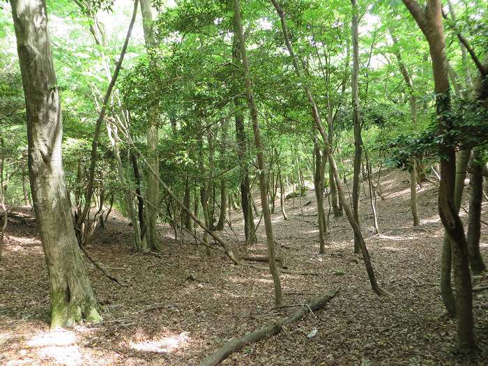 篠山市高坂/東鏡峠（高坂越）～倉本/堂の峰～坂本/御在所山を散策