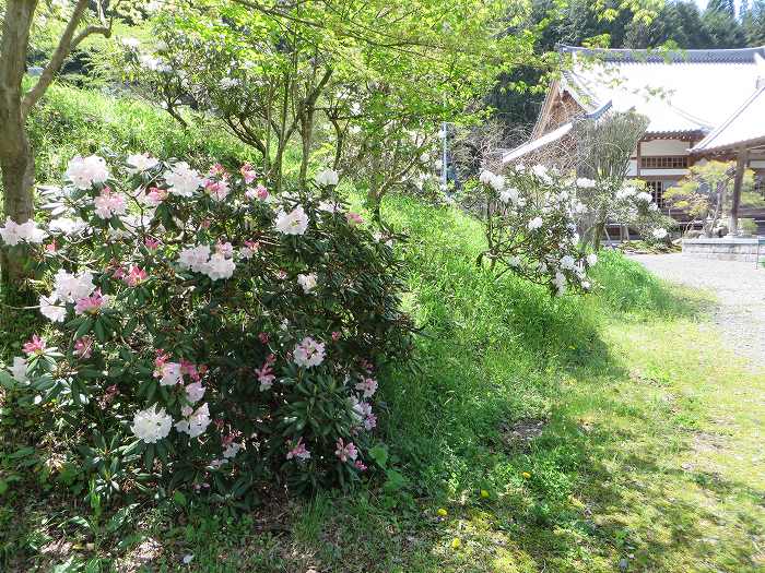 篠山市火打岩/おのぶの滝～篠山市本郷/シャクナゲスポットを散策