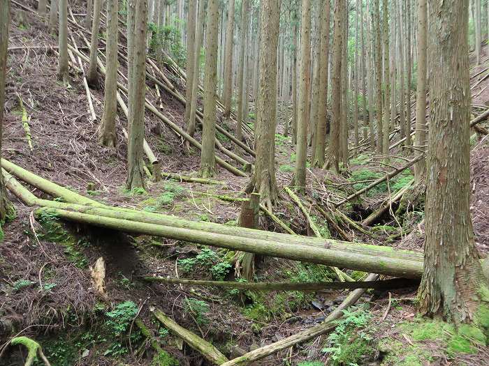 篠山市桑原/鹿倉山を散策