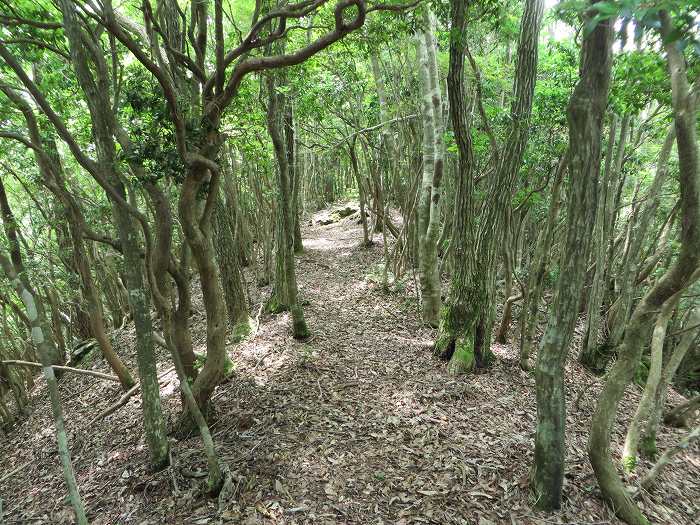 篠山市桑原/鹿倉山を散策