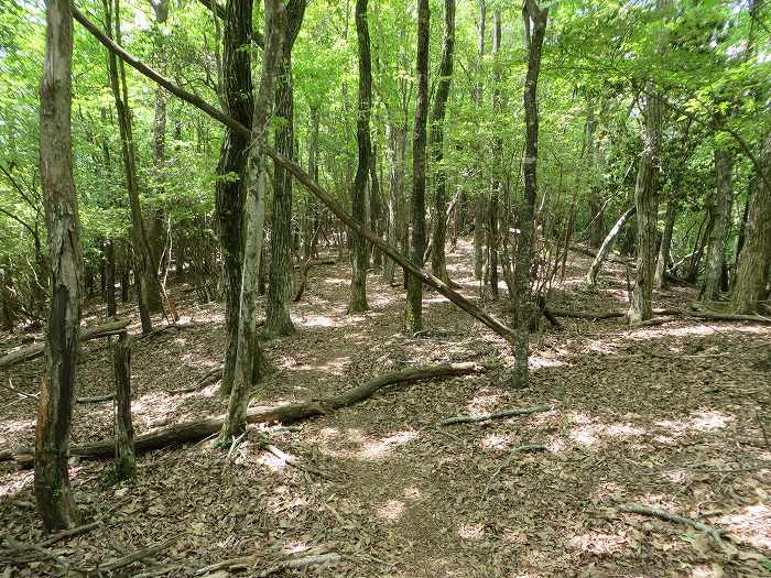 篠山市宮代/櫃ヶ嶽（羊ヶ嶽）～藤坂/雨石山・岩尾峰・毘沙門山を散策