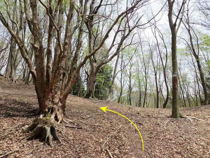 篠山市上筱見/筱見四十八滝～八ヶ尾山～篠山市東本荘/洞光寺を散策