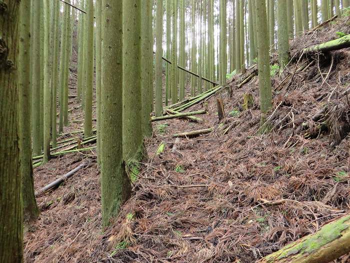 篠山市大山/古坂峠～高畑山～助兵衛坂～荒子新田/天内坂を散策