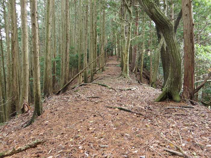 篠山市大山/古坂峠～高畑山～助兵衛坂～荒子新田/天内坂を散策