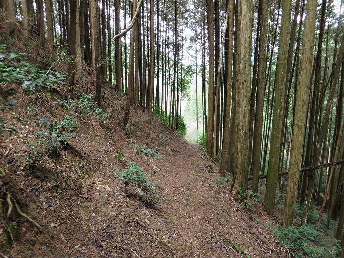 篠山市大山/古坂峠～高畑山～助兵衛坂～荒子新田/天内坂を散策