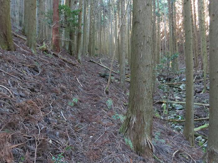 篠山市後川新田/丈山～辻/北中山～シドロ北峰～飛曽山を散策