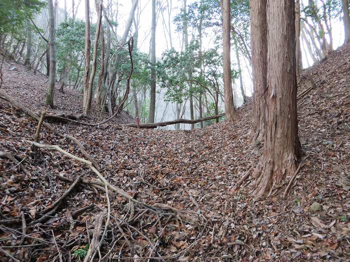 篠山市後川新田/丈山～辻/北中山～シドロ北峰～飛曽山を散策