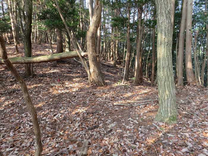 篠山市今田町黒石/中口山～机坂を散策