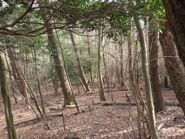 篠山市栗柄/倶利迦羅不動尊～定利山～高王山～二両池を散策