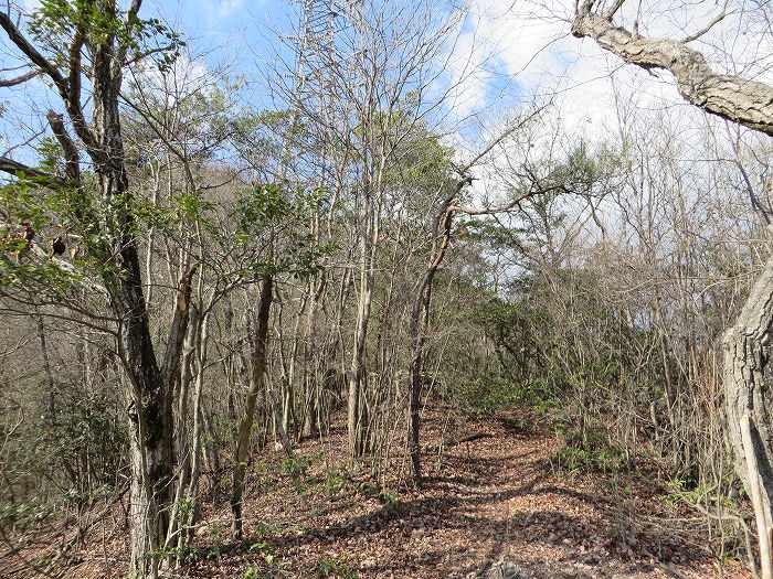 篠山市草野/八王子山～油井/大谷山～山上山を散策