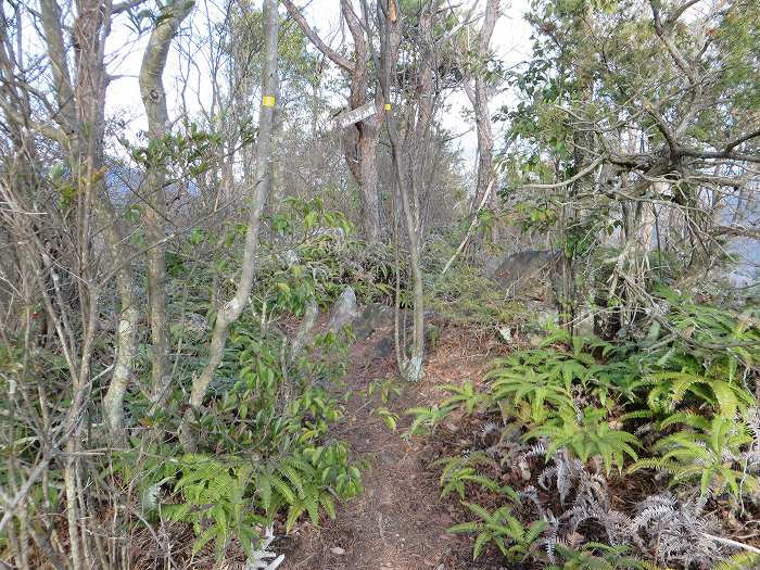 篠山市草野/八王子山～油井/大谷山～山上山を散策