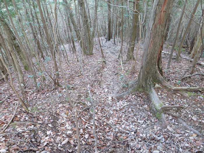 篠山市草野/八王子山～油井/大谷山～山上山を散策