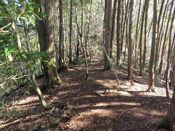 篠山市西野々/嶽筋・岩坂山～安口/安口城・西砦跡～辻/淀山城址を散策