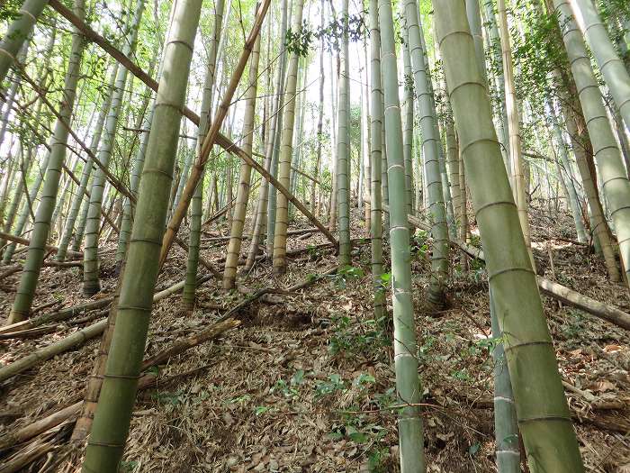 篠山市遠方/万燈山・鷹ノ巣山を散策