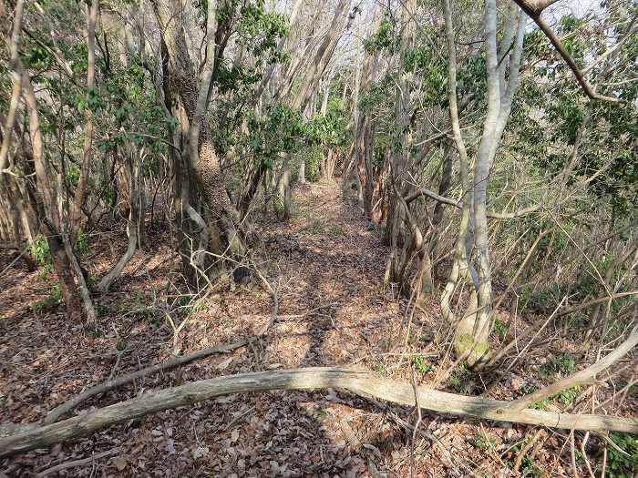 篠山市遠方/万燈山・鷹ノ巣山を散策