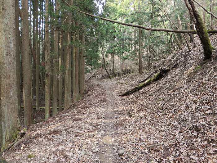 篠山市大藤/三国岳を散策