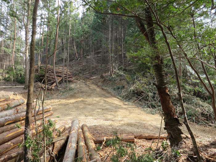 篠山市南矢代/音羽山～篠山市住山/松尾山を散策