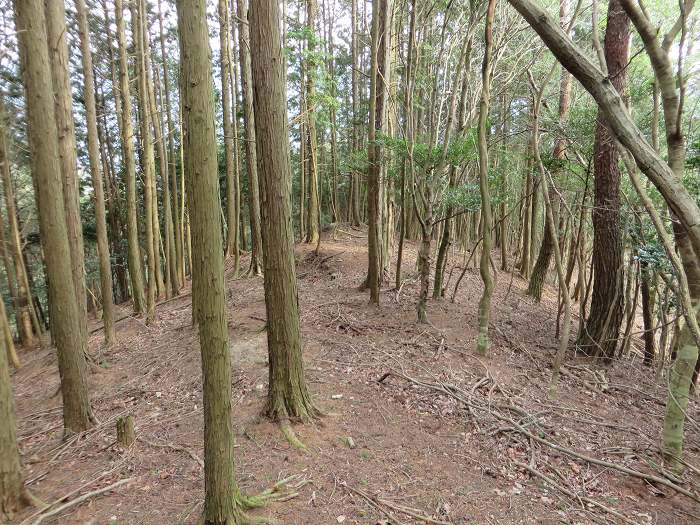 篠山市南矢代/音羽山～篠山市住山/松尾山を散策