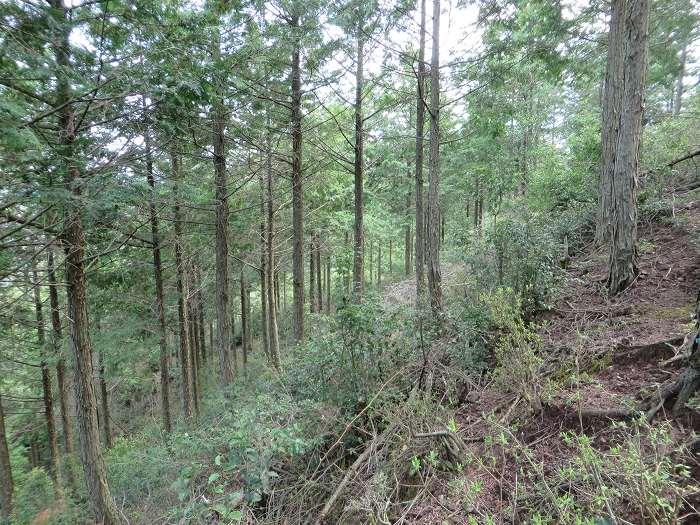 篠山市小立/清滝山～篠山市上筱見/新田山を散策