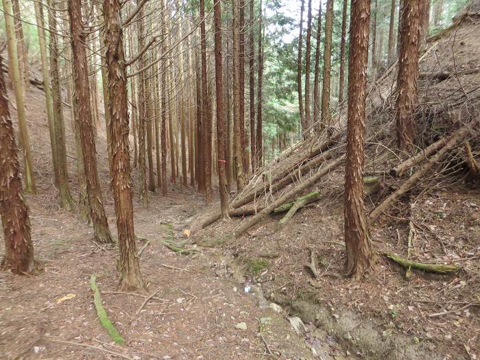 篠山市小立/清滝山～篠山市上筱見/新田山を散策