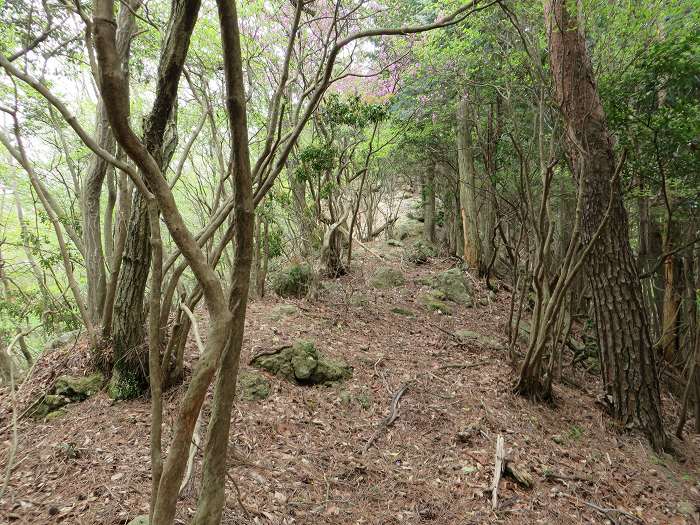 丹波市山南町/首切地蔵・高山～阿草/猿藪・消防山を散策