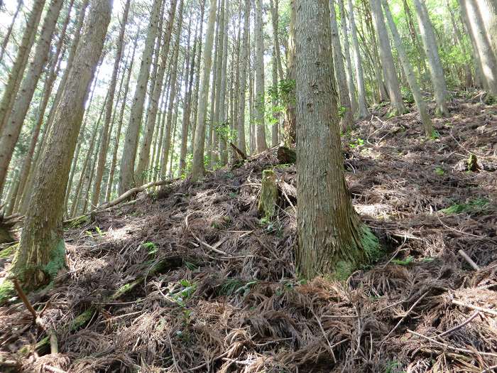 篠山市追入/鐘ヶ坂隧道～金山～馬頭を散策