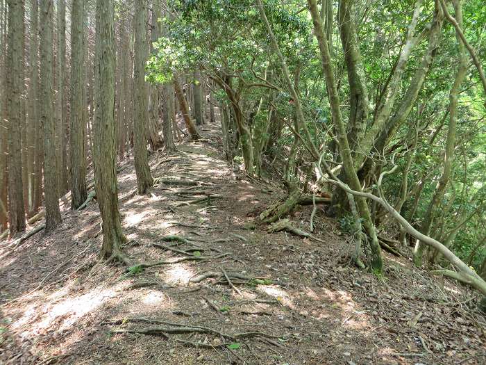 篠山市追入/鐘ヶ坂隧道～金山～馬頭を散策