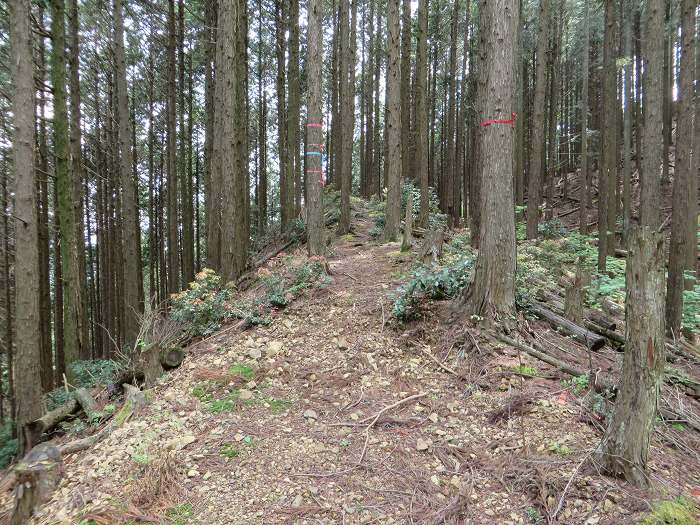 篠山市追入/鐘ヶ坂隧道～金山～馬頭を散策