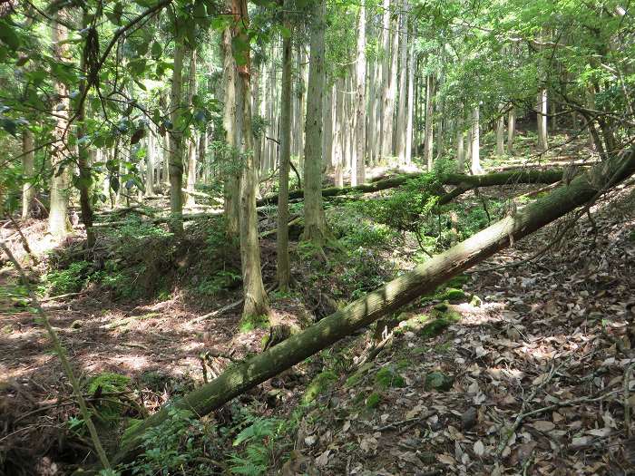 篠山市川阪/高ツク山を散策