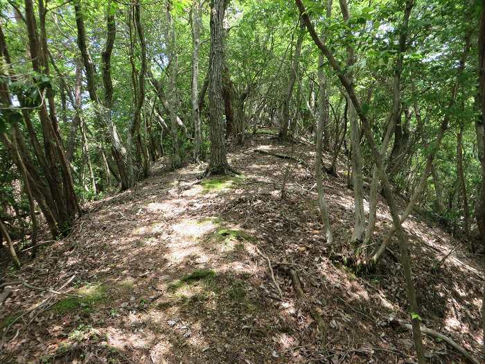 篠山市川阪/高ツク山を散策