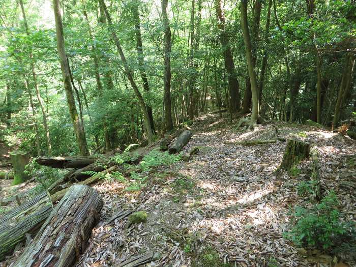 篠山市川阪/高ツク山を散策