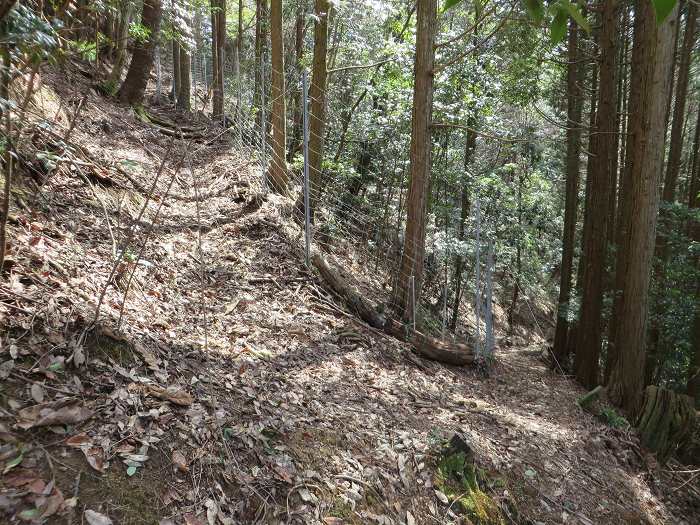 篠山市大山宮/横棟山を散策