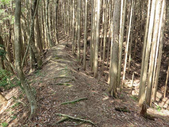 篠山市大山宮/横棟山を散策