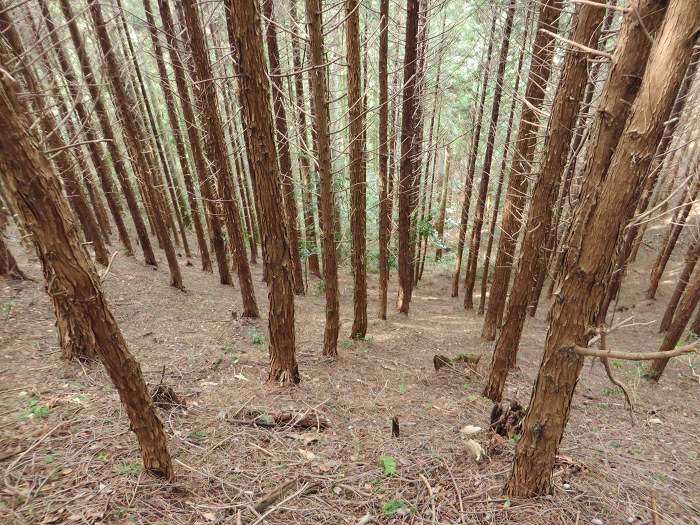 篠山市大山宮/横棟山を散策