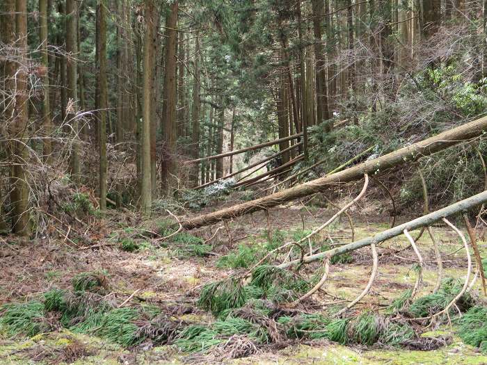 篠山市大山宮/横棟山を散策