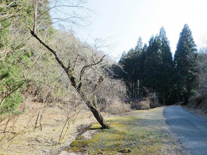 篠山市遠方/奥山を散策